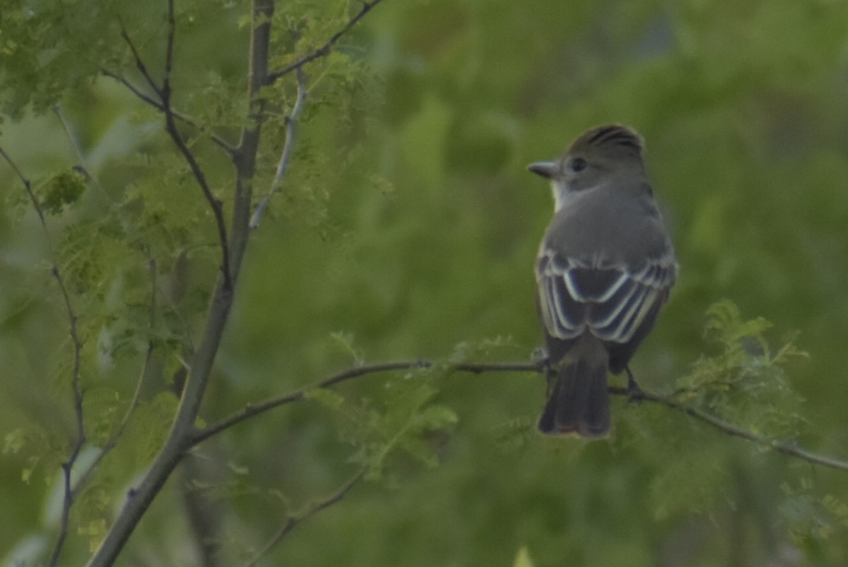 Brown-crested Flycatcher - ML232838941