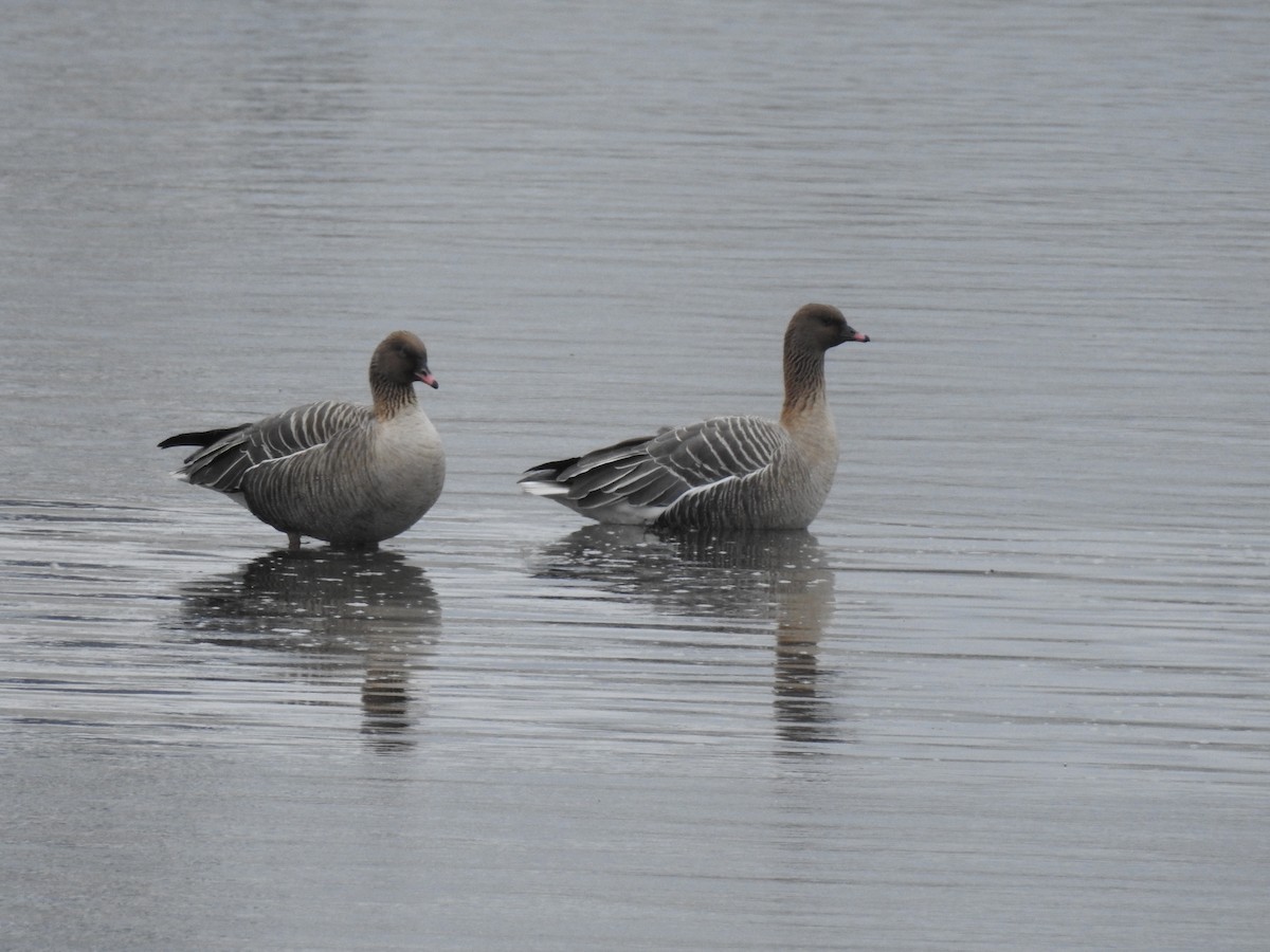 Pink-footed Goose - Nina Dehnhard