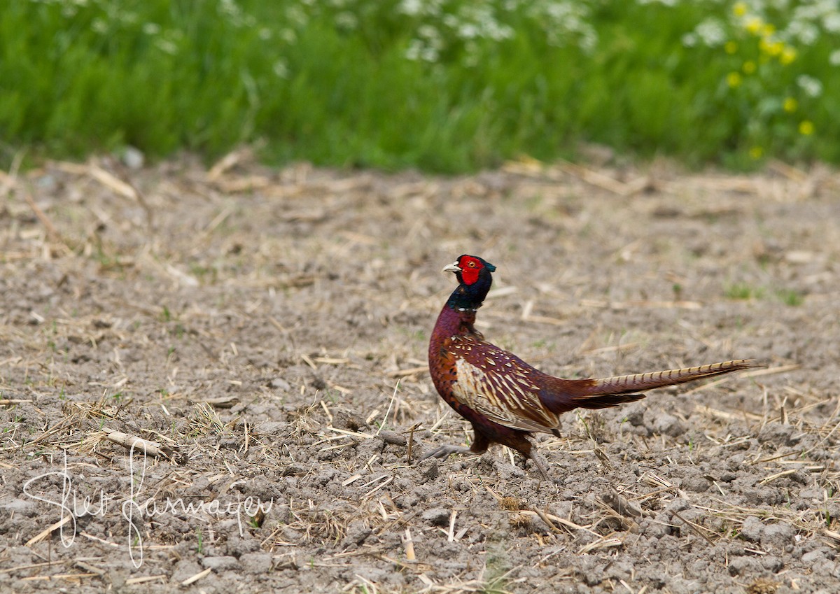 Ring-necked Pheasant - ML232839351