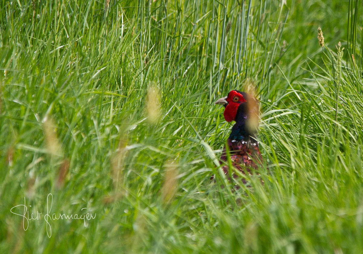 Ring-necked Pheasant - Piet Grasmaijer