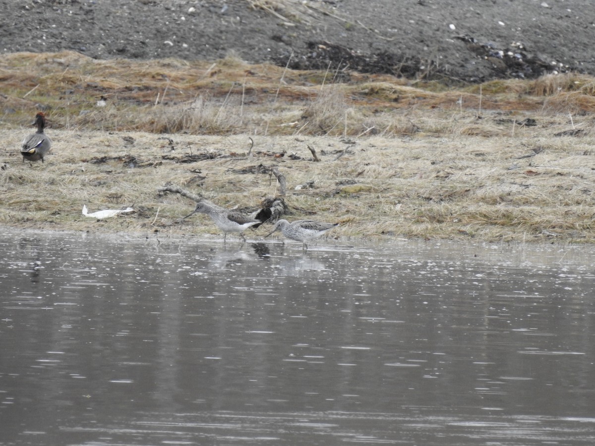 Common Greenshank - ML232839431