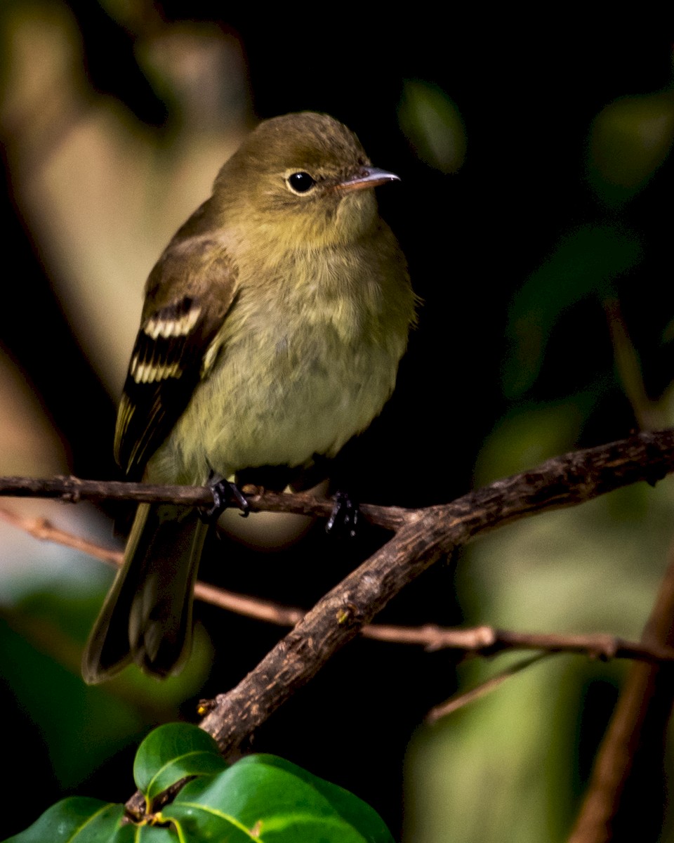 Mountain Elaenia - Alberto Acero