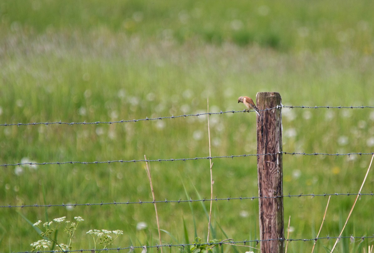 Eurasian Linnet - ML232839991