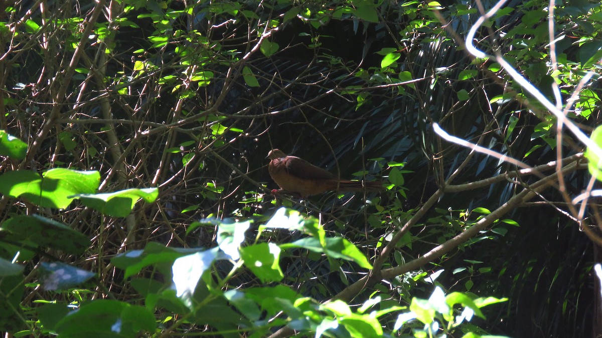 Brown Cuckoo-Dove - ML232840391