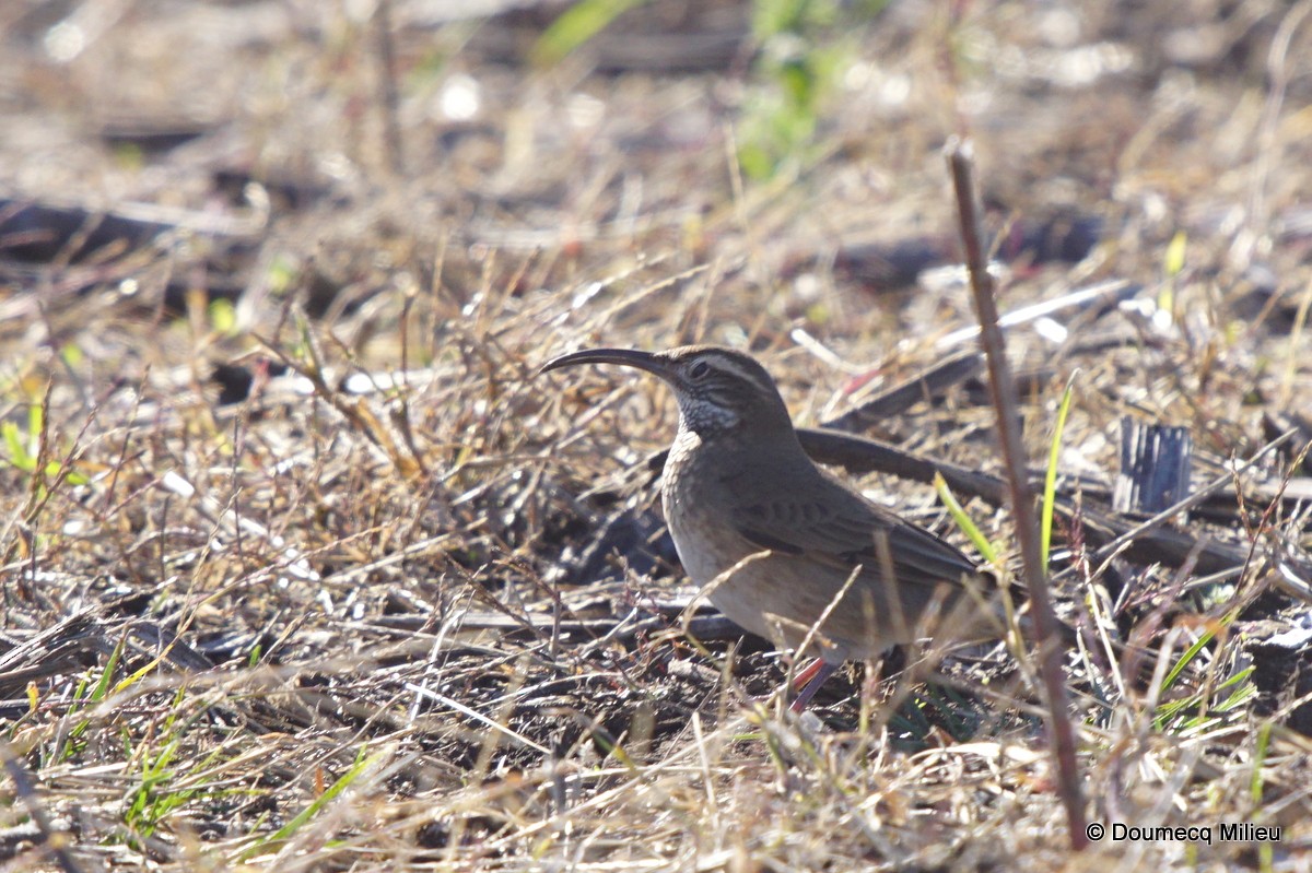 Scale-throated Earthcreeper - ML232840801