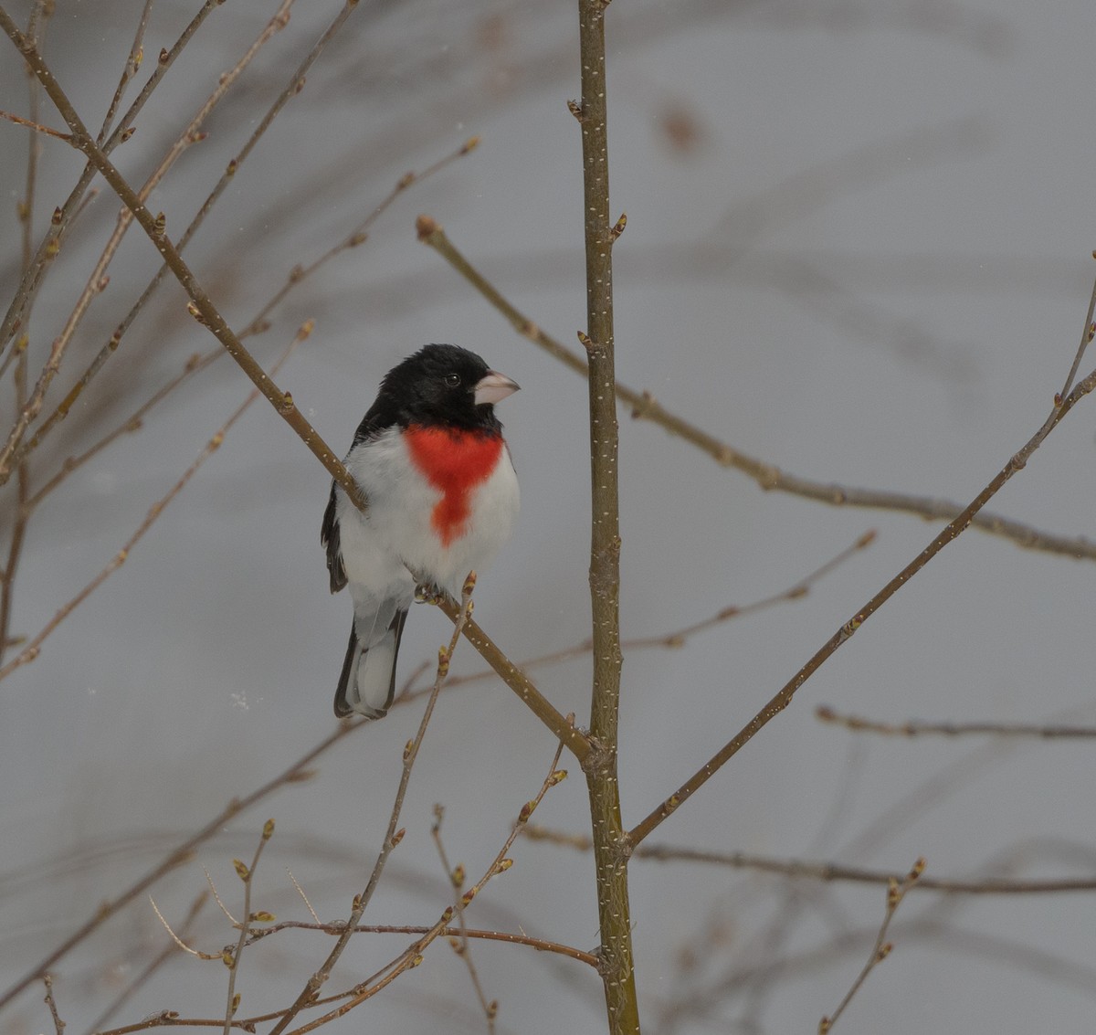 Rose-breasted Grosbeak - ML232842401