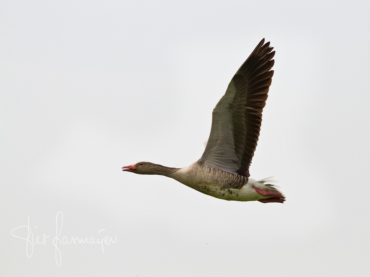 Graylag Goose - Piet Grasmaijer