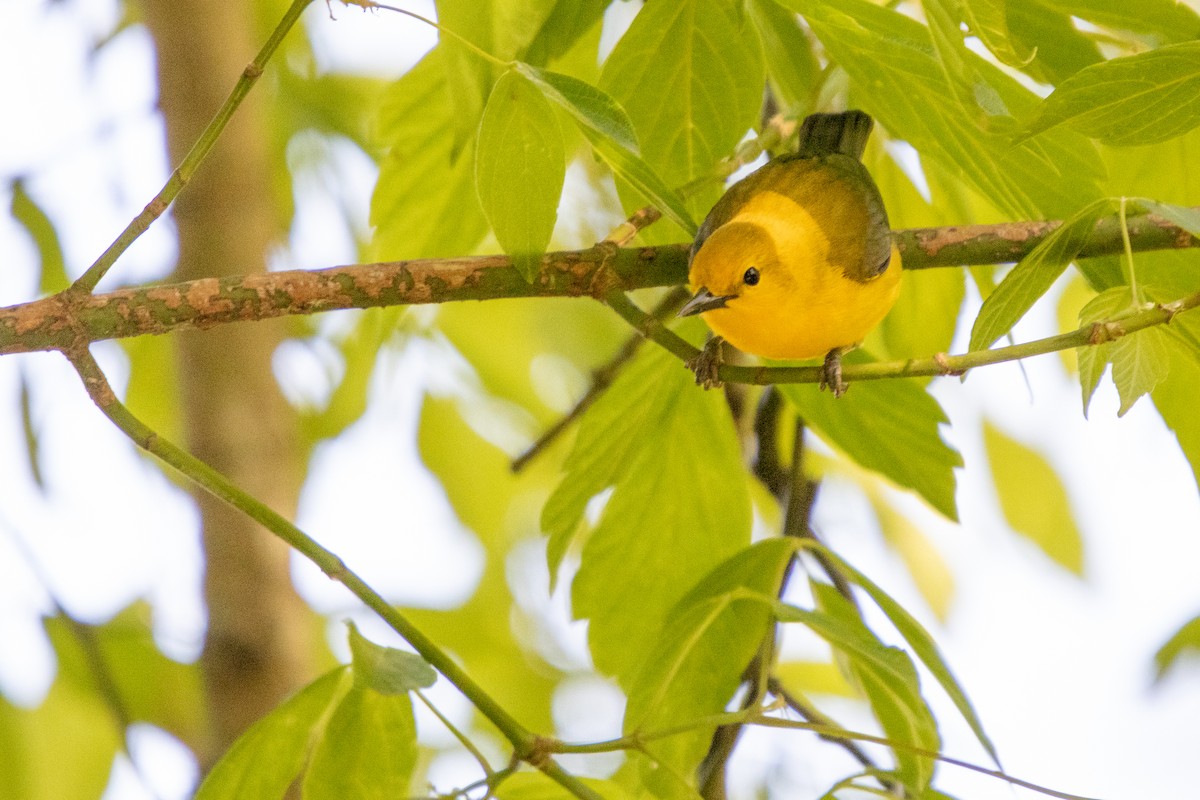 Prothonotary Warbler - ML232842961
