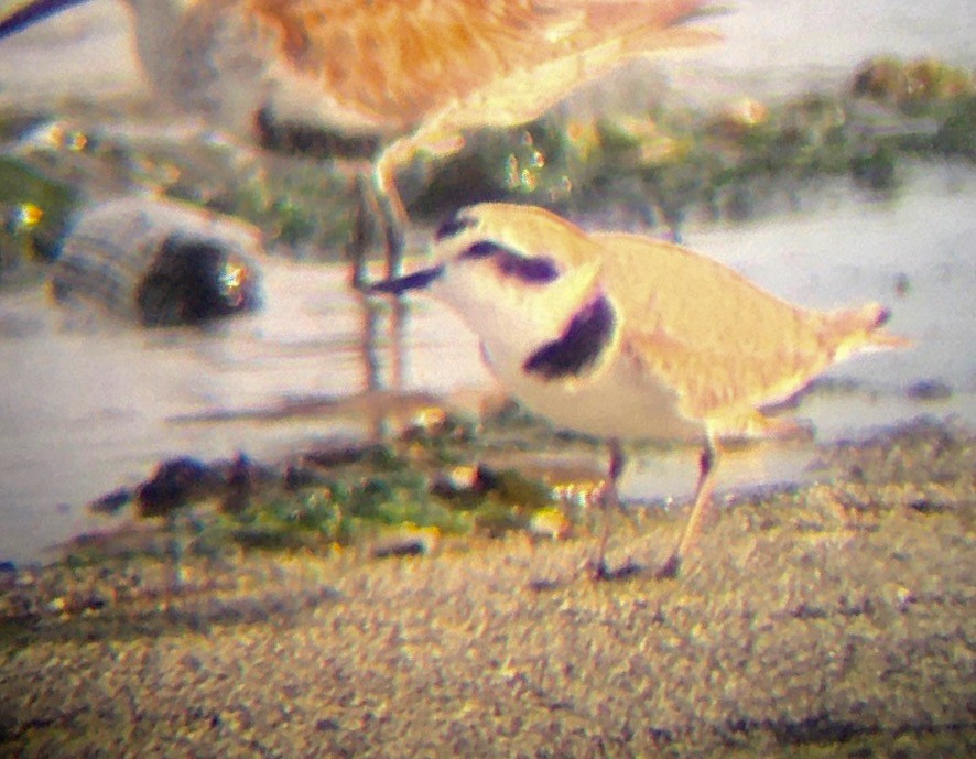 Snowy Plover - ML232844071