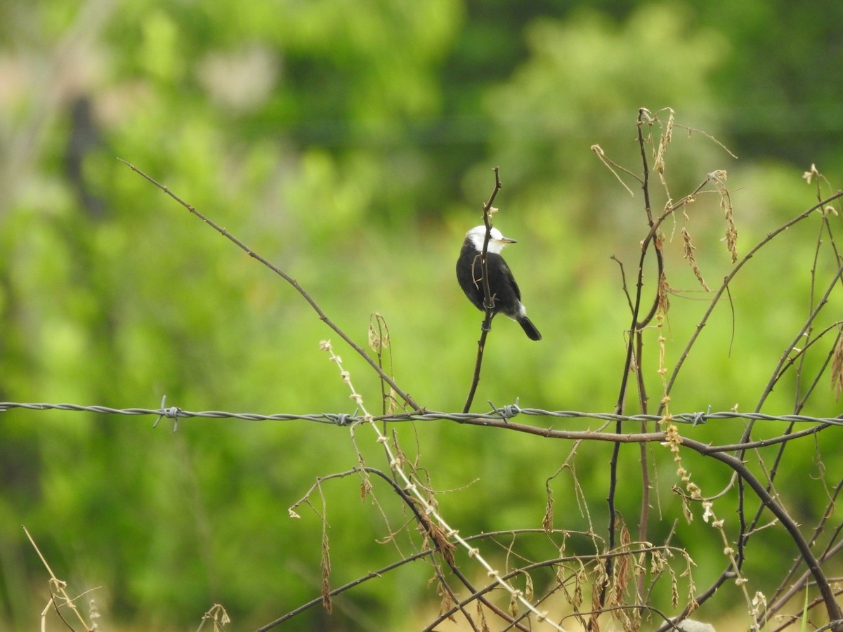 White-headed Marsh Tyrant - ML232845831