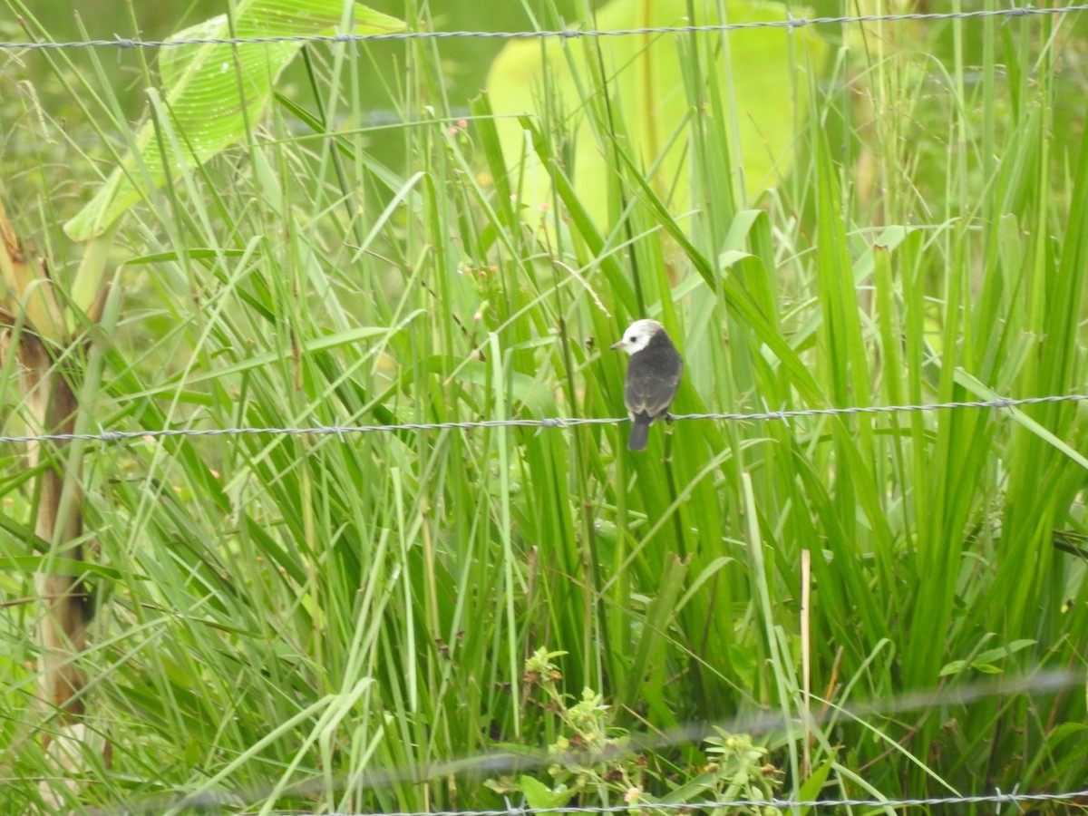 White-headed Marsh Tyrant - ML232846221