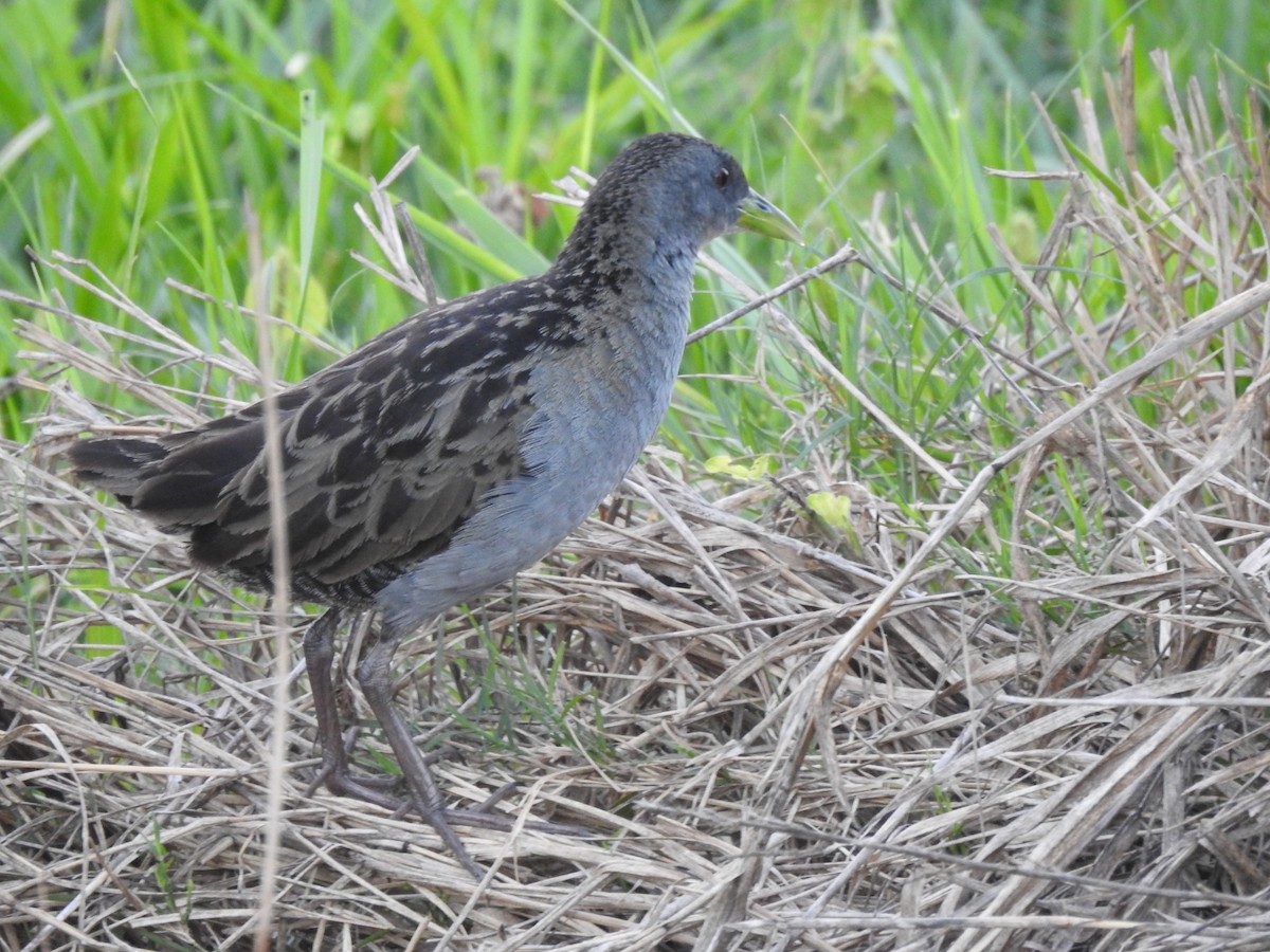 Ash-throated Crake - ML232848071