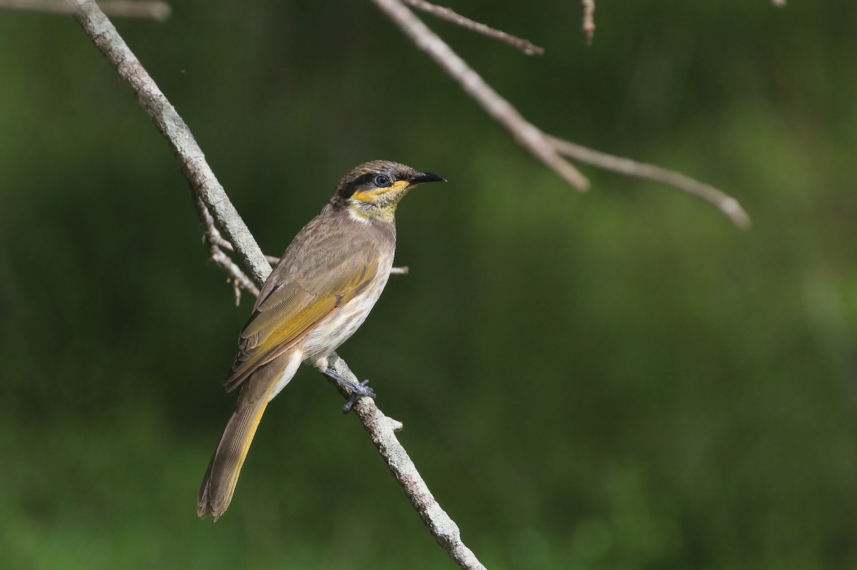 Mangrove Honeyeater - Rick Franks