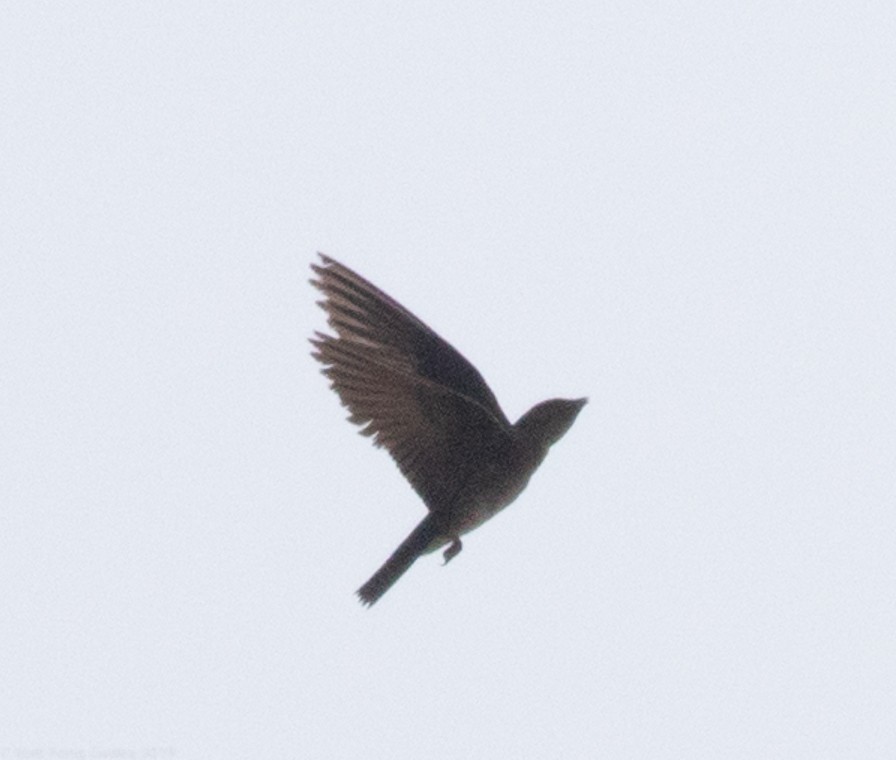 Gray-breasted Martin - Itzel Fong Gadea