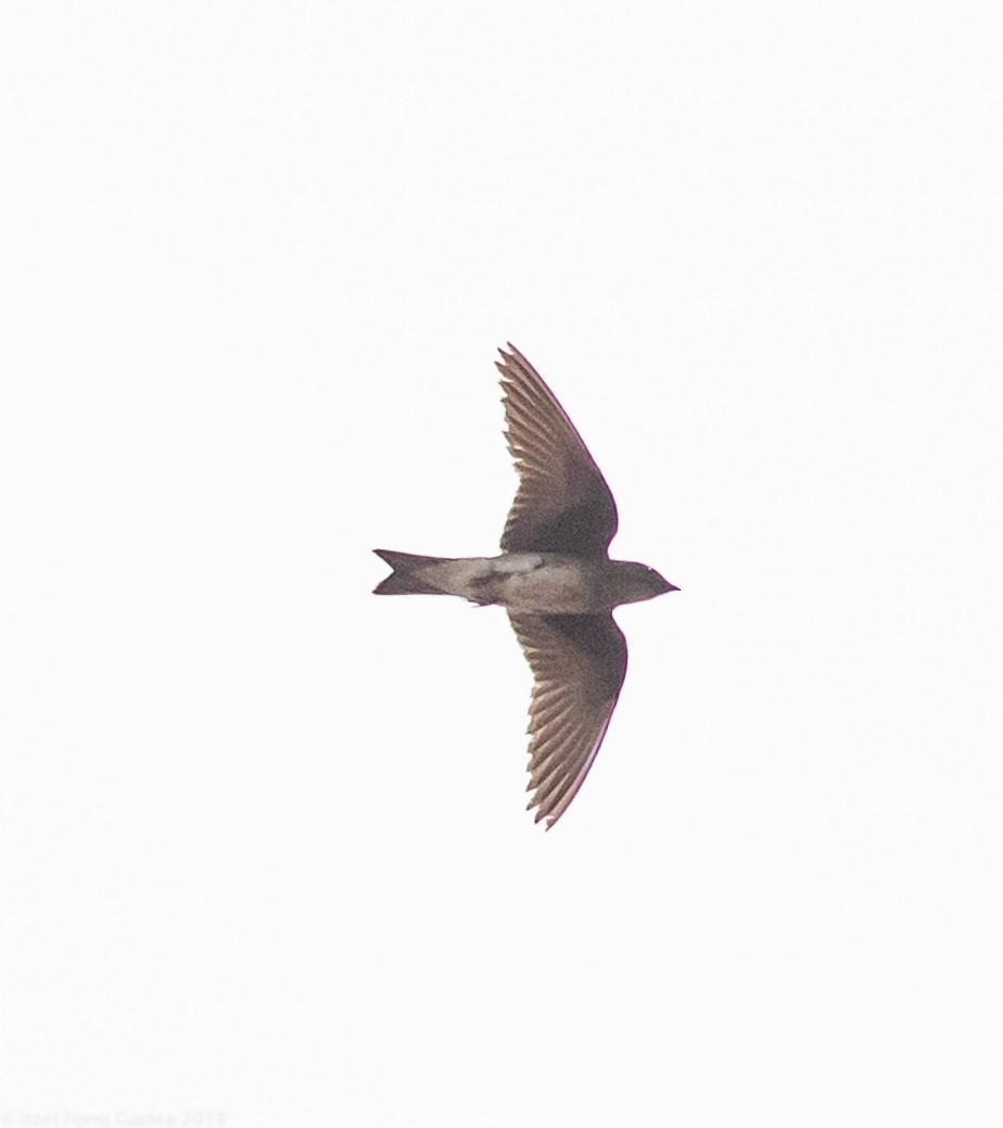 Gray-breasted Martin - Itzel Fong Gadea