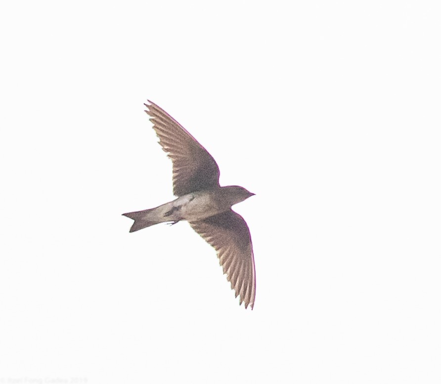 Gray-breasted Martin - Itzel Fong Gadea