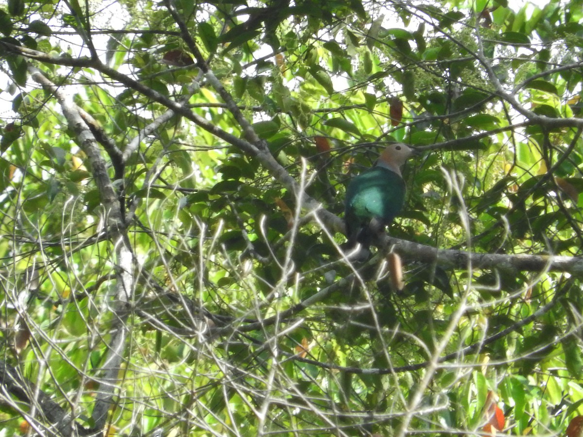 Cinnamon-bellied Imperial-Pigeon - Pam Rasmussen