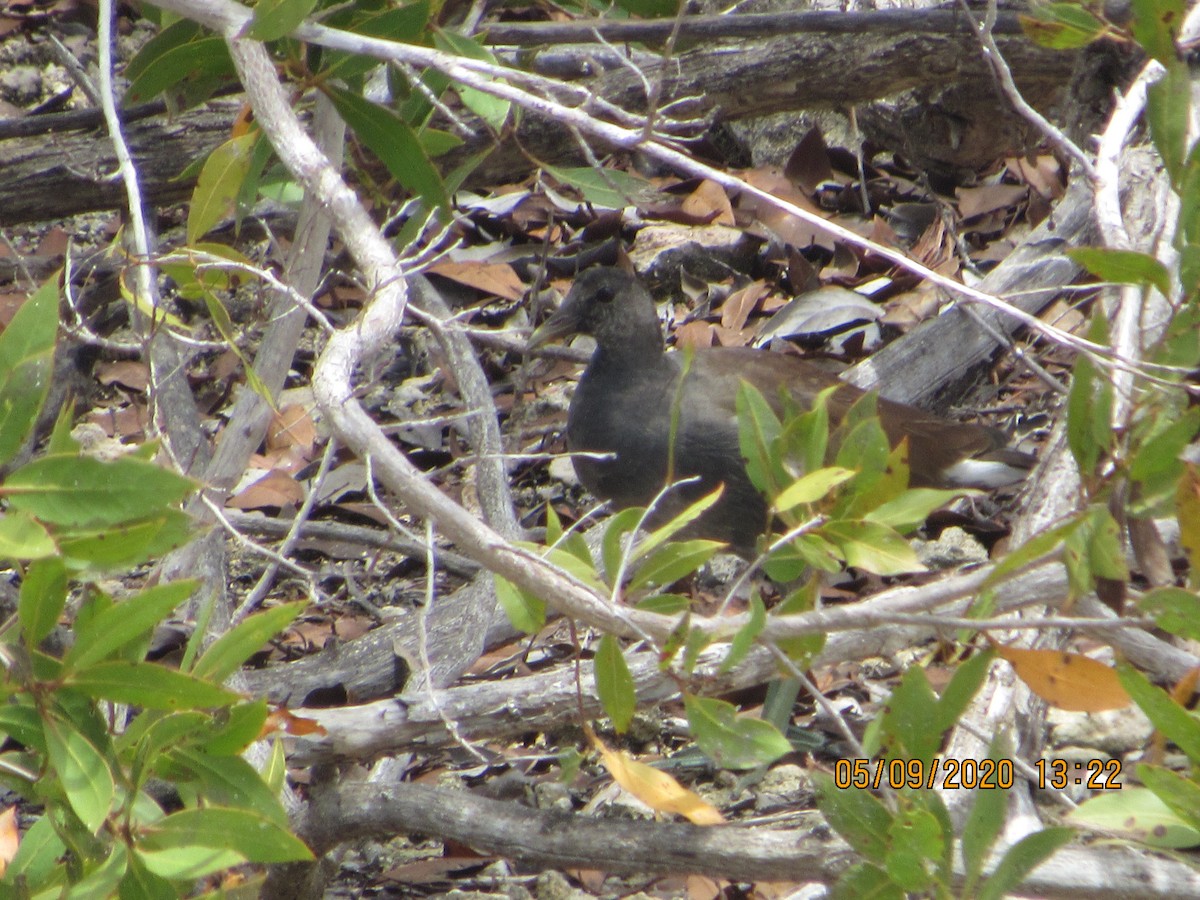 Gallinule d'Amérique - ML232852281