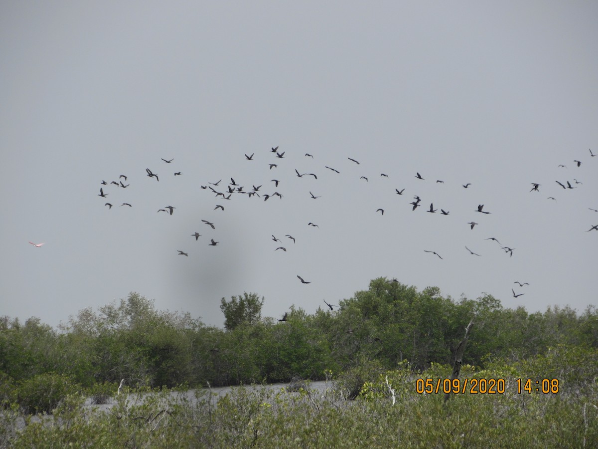 Neotropic Cormorant - Vivian F. Moultrie