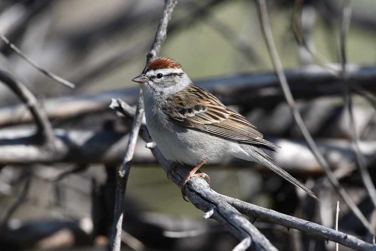 Chipping Sparrow - ML232853031