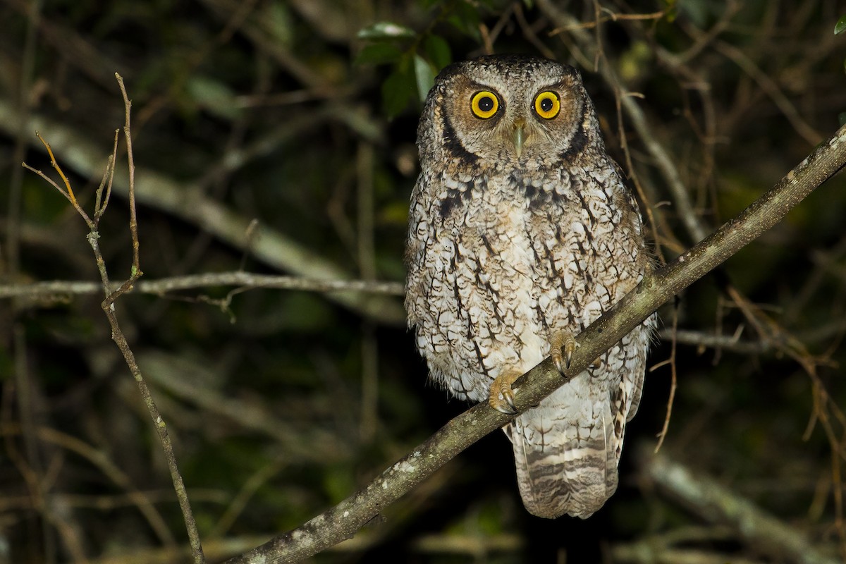 Long-tufted Screech-Owl - ML232853911