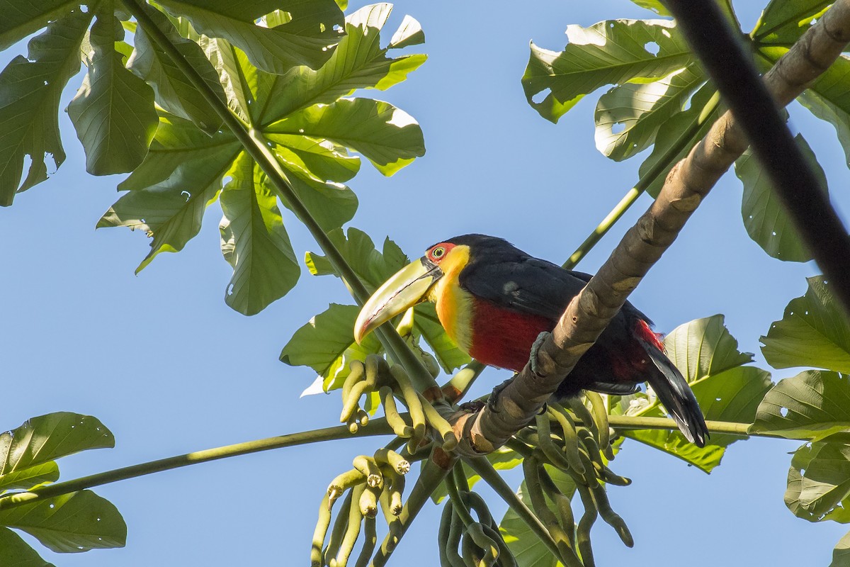 Red-breasted Toucan - ML232853971