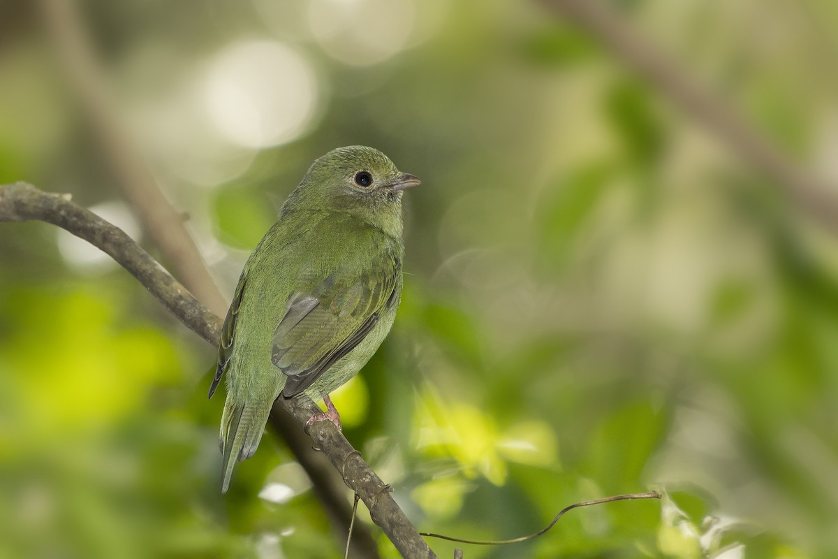 Swallow-tailed Manakin - ML232854591