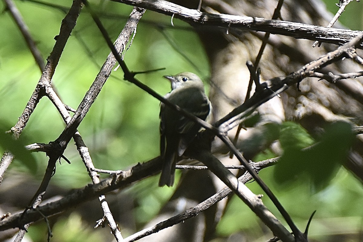 Willow Flycatcher - Pete Monacell