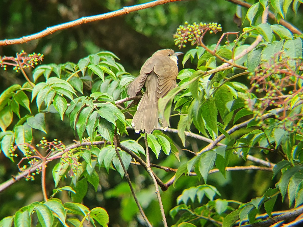 Black-billed Cuckoo - ML232855641