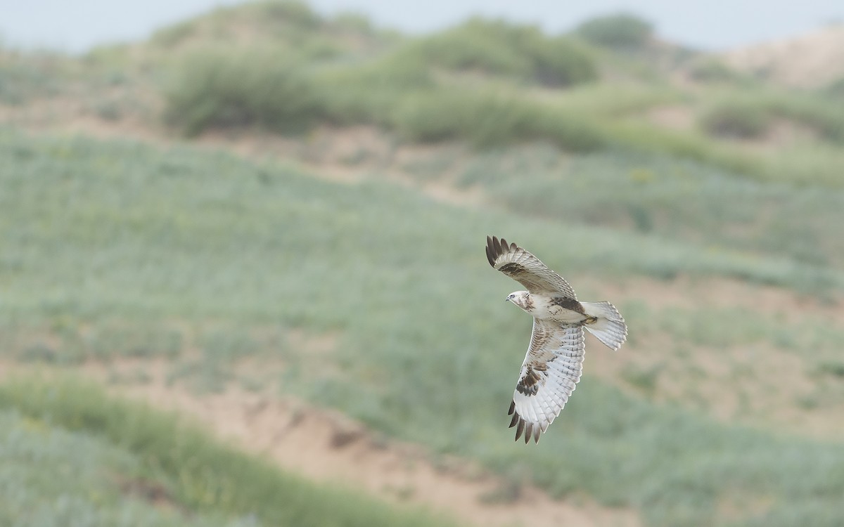 Upland Buzzard - ML232856591