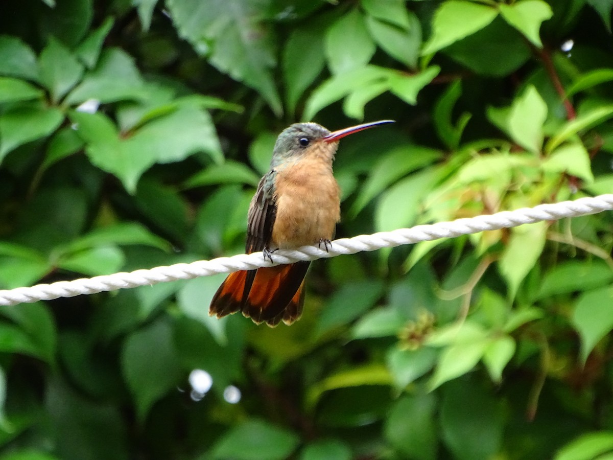 kolibřík ryšavý - ML232856851