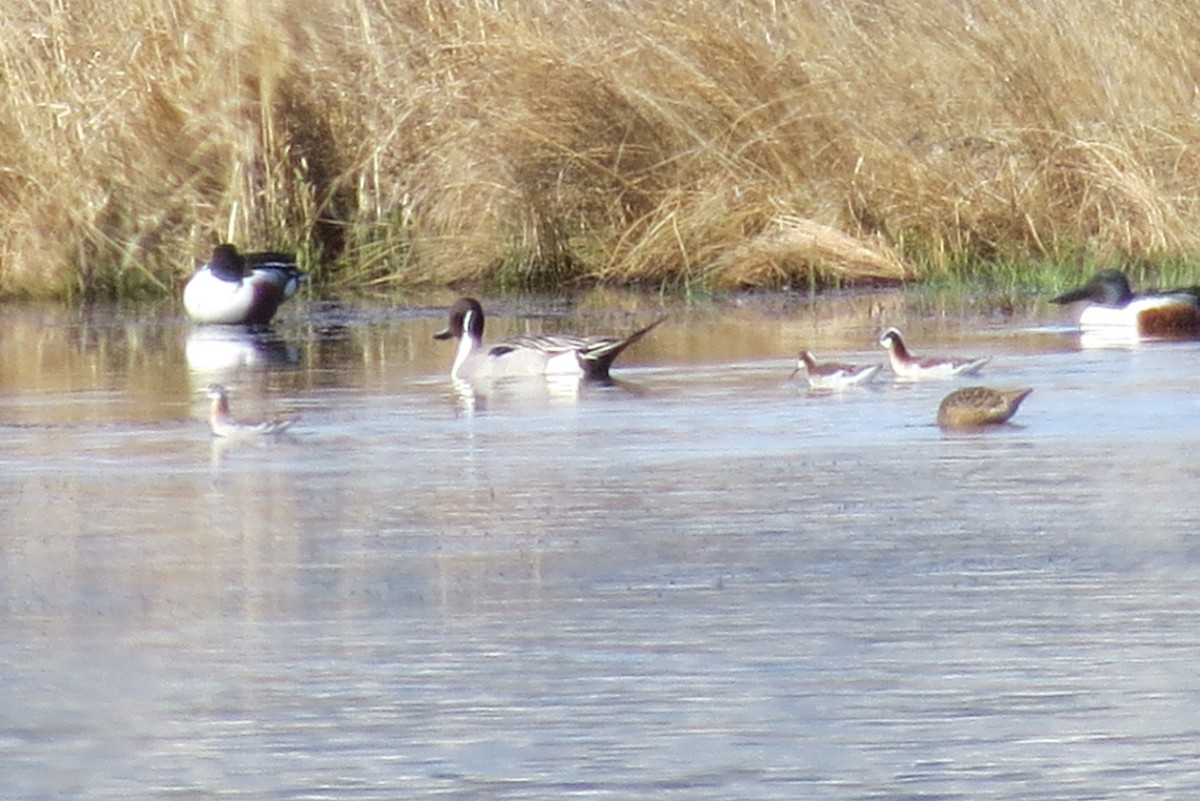 Wilson's Phalarope - ML232857821