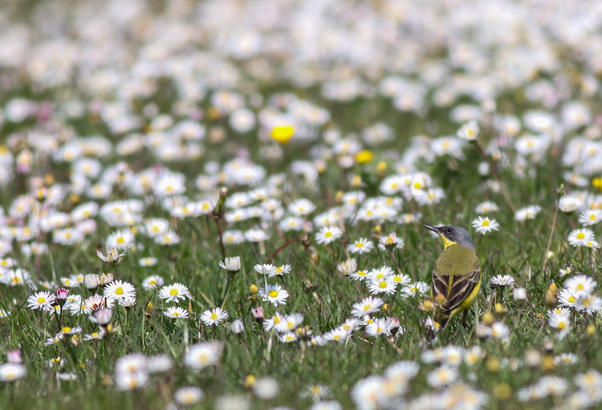 Western Yellow Wagtail (thunbergi) - Beth Clyne