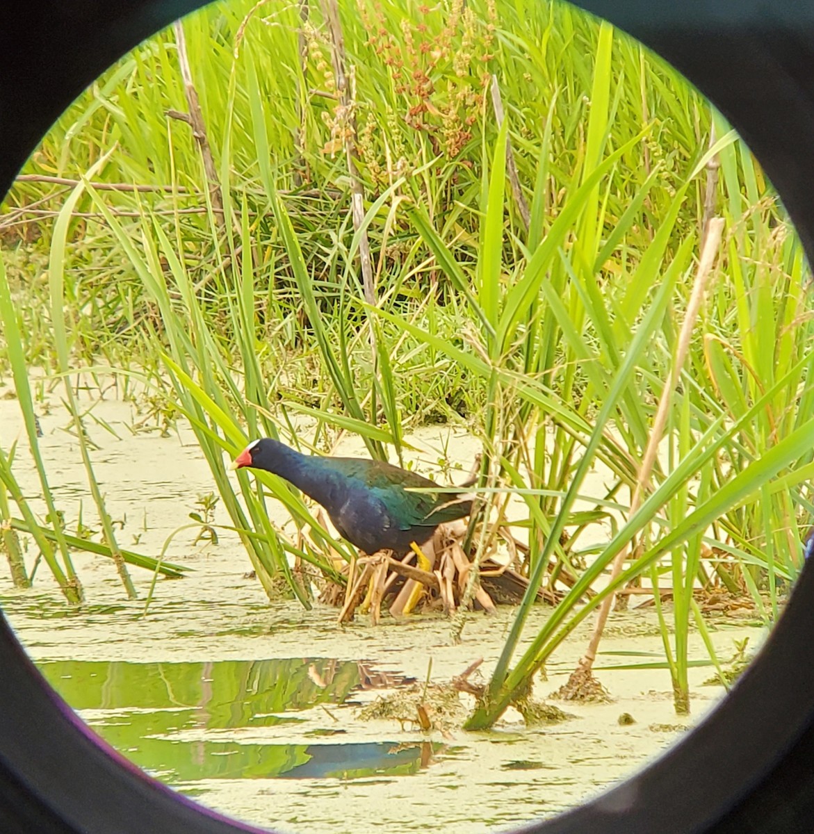 Purple Gallinule - Toni Bowen