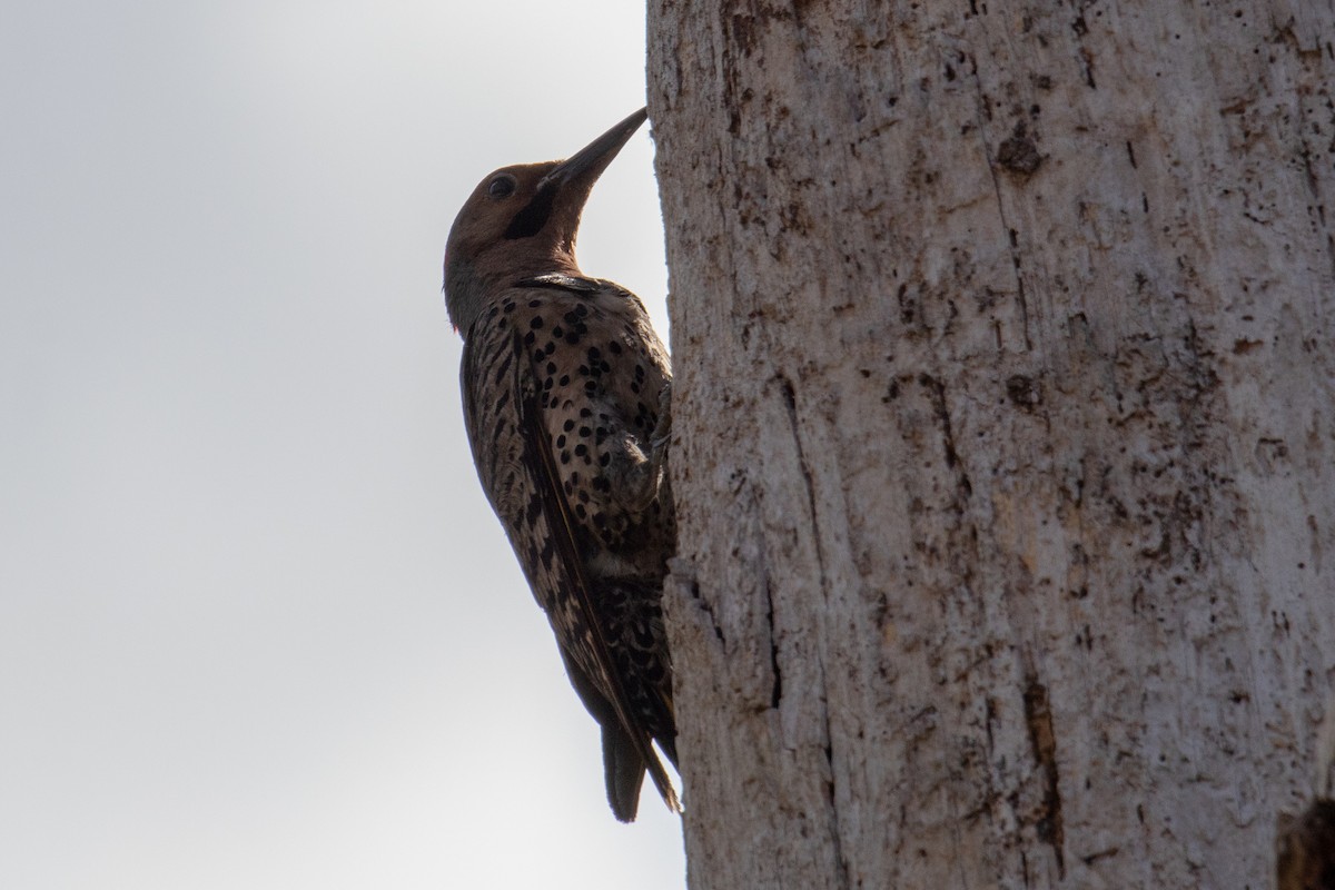 Northern Flicker - Terry Wells