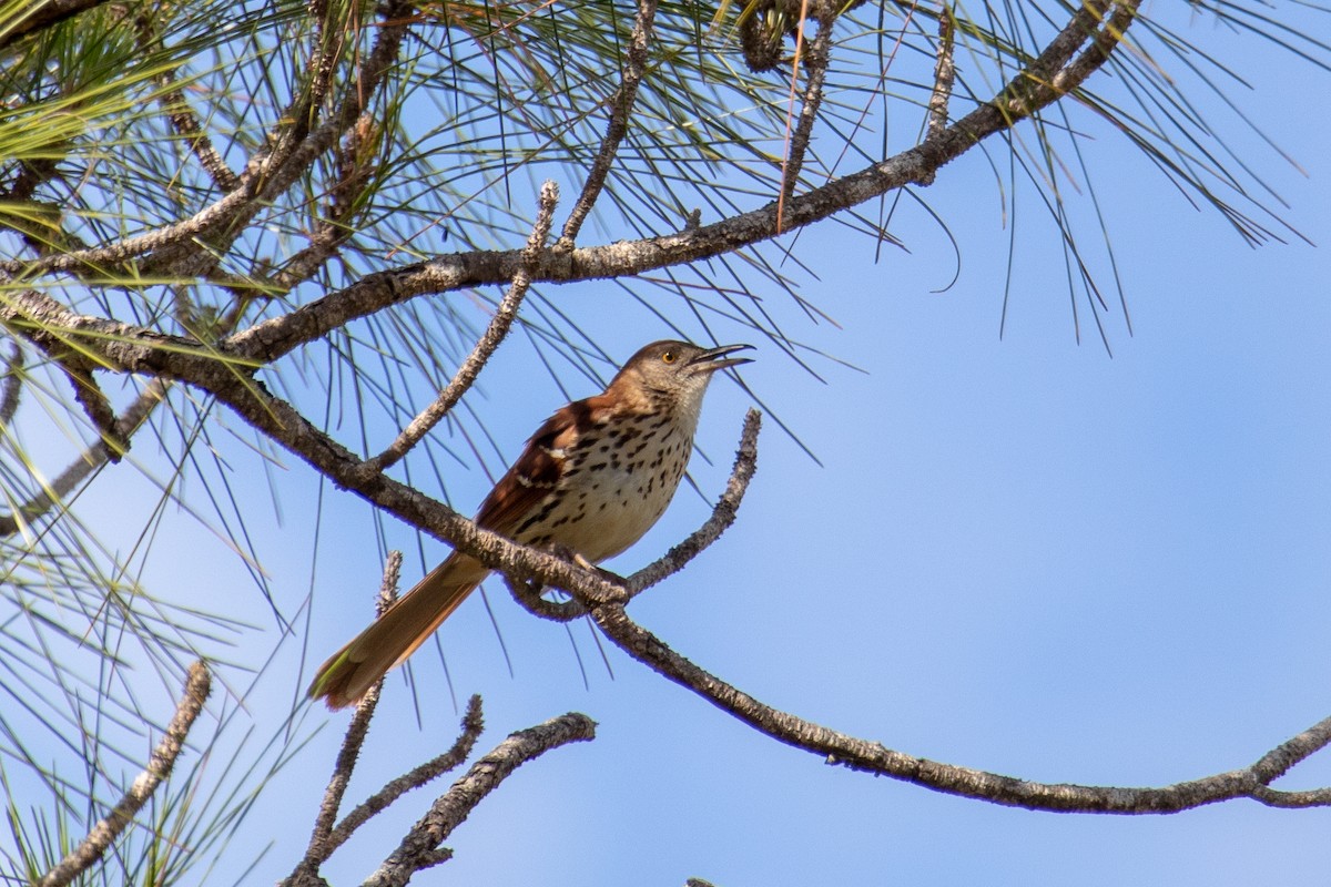 Brown Thrasher - Terry Wells
