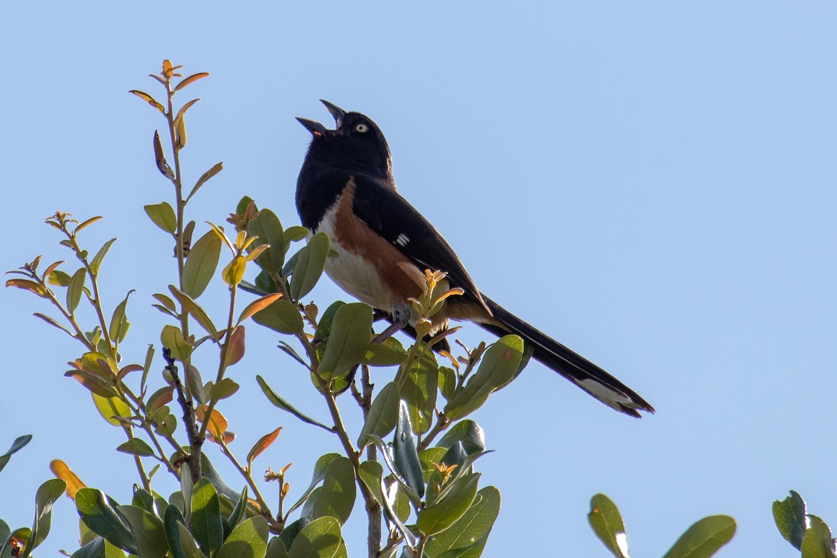 Eastern Towhee - Terry Wells