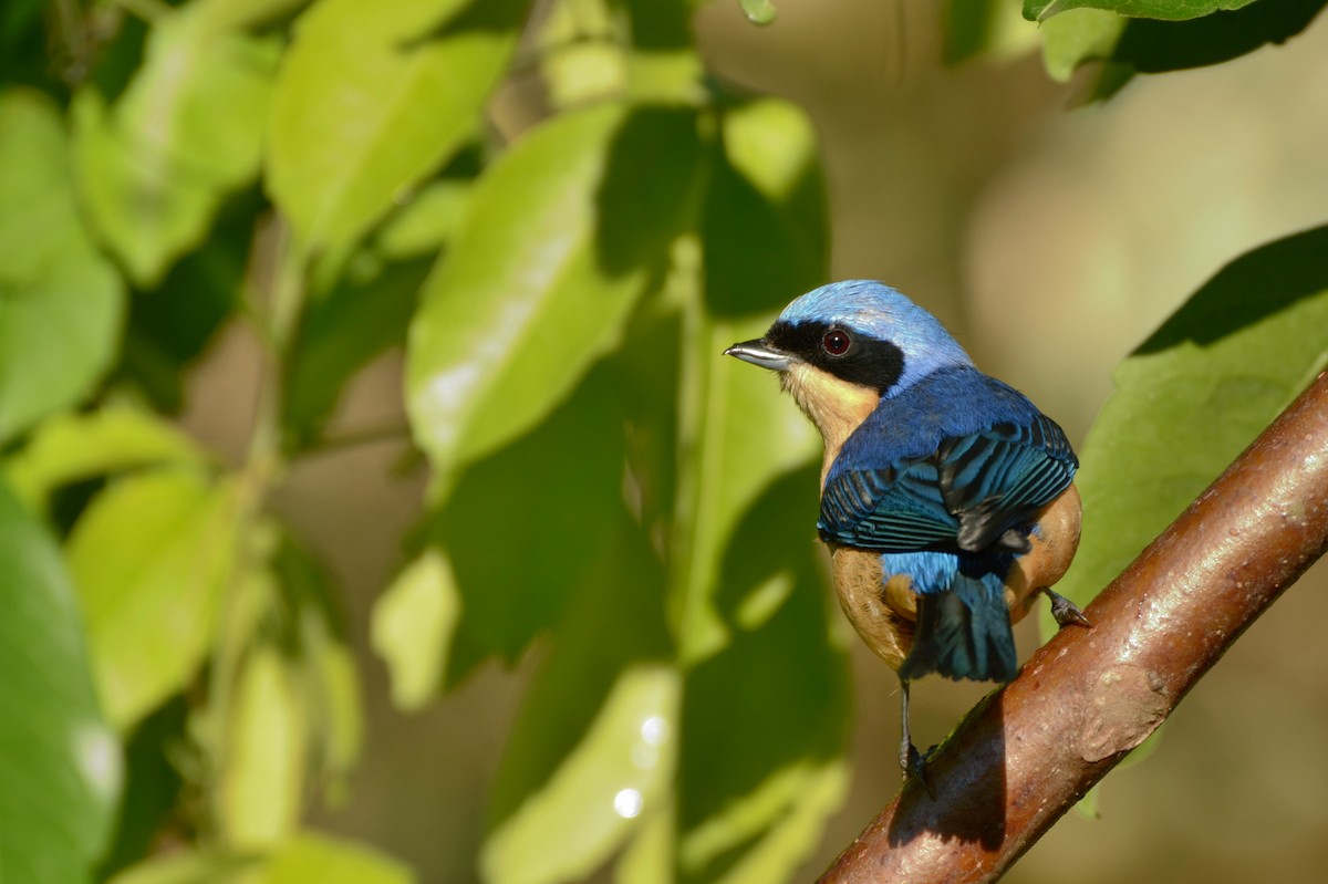 Fawn-breasted Tanager - ML232859551