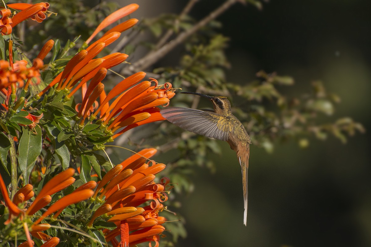 kolibřík Pretreův - ML232859771