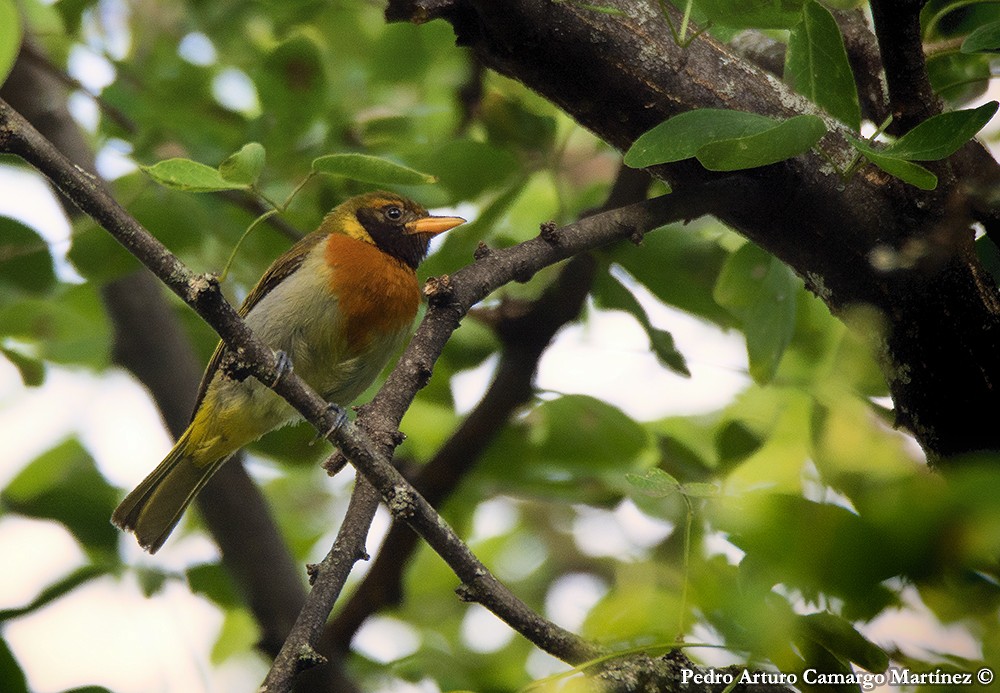 Guira Tanager - ML232859851