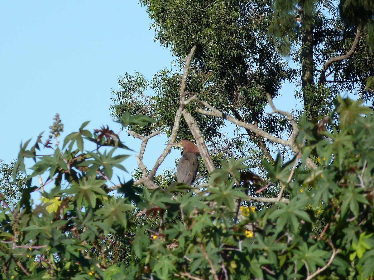 Rufescent Tiger-Heron - ML232861221