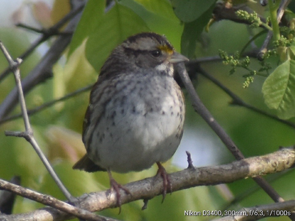 White-throated Sparrow - ML232861561