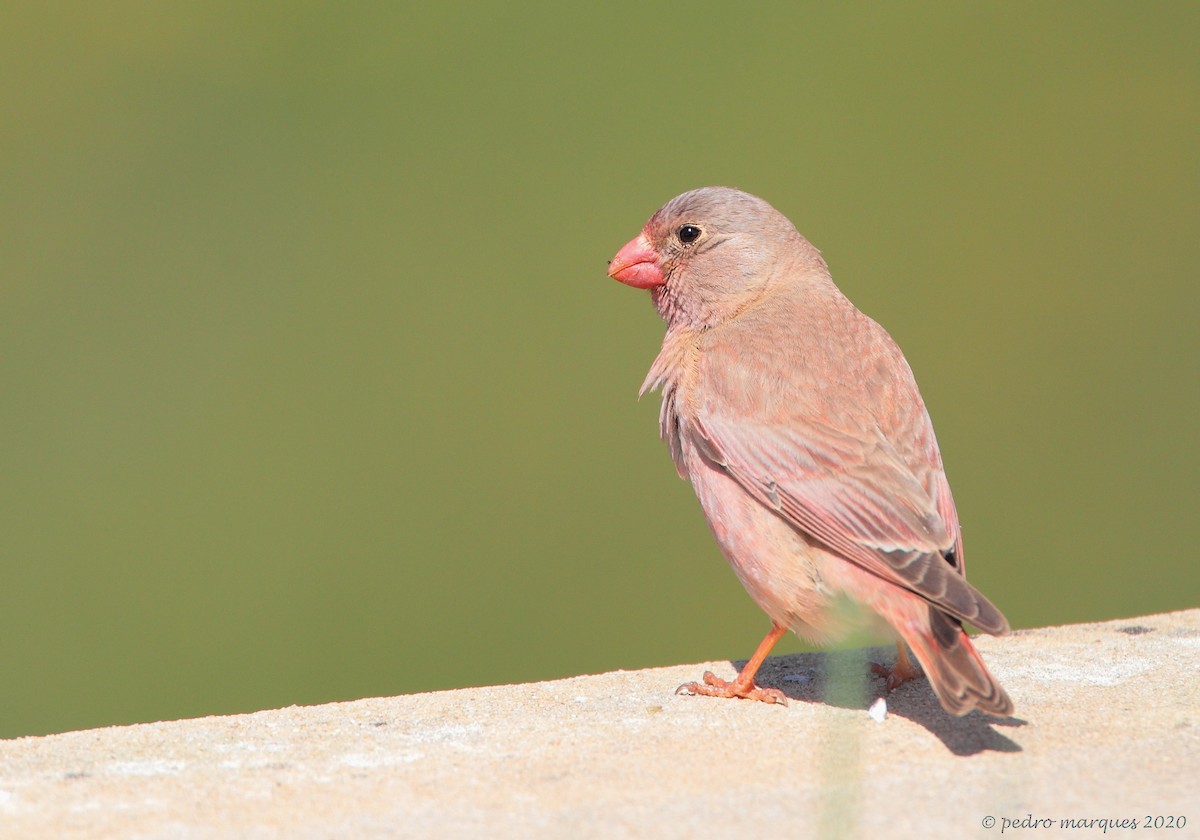 Trumpeter Finch - Pedro Marques