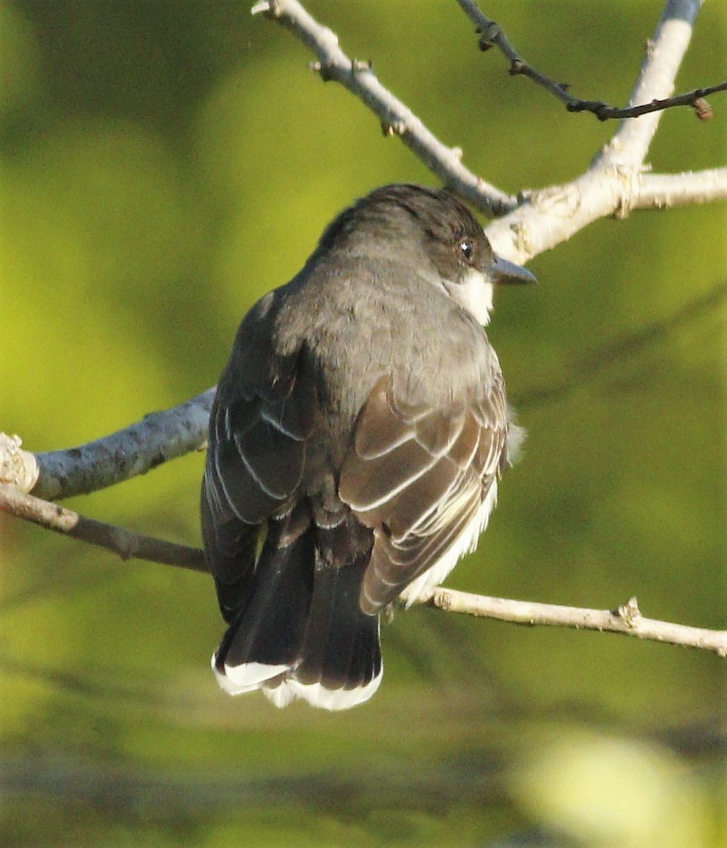 Eastern Kingbird - Becky Lutz