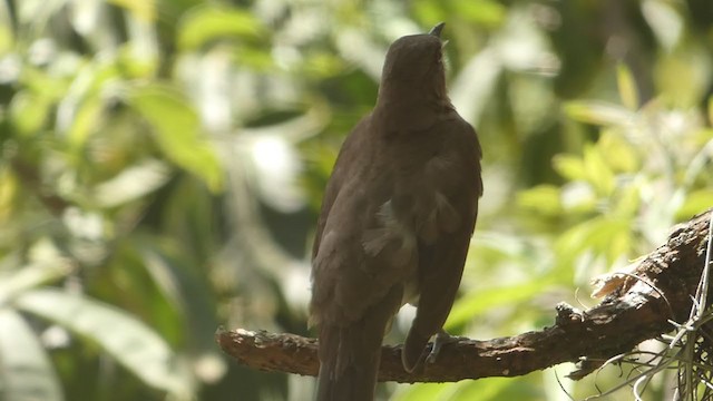 Black-billed Thrush - ML232864481