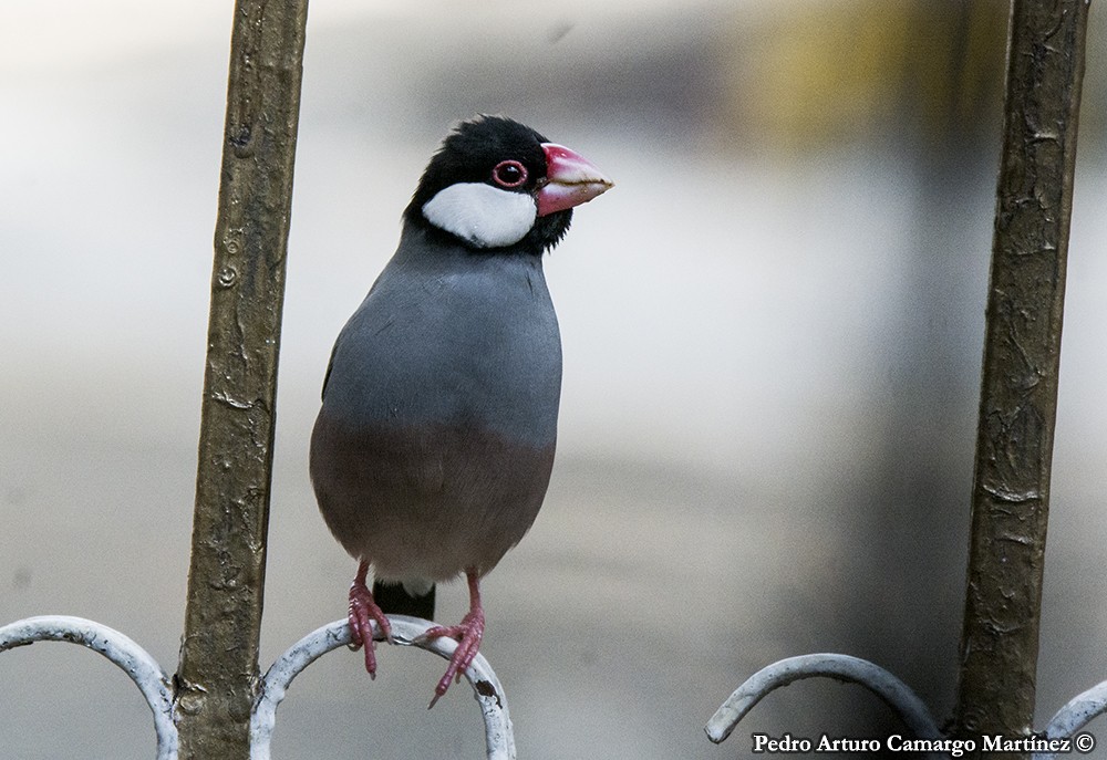 Java Sparrow - ML232865251