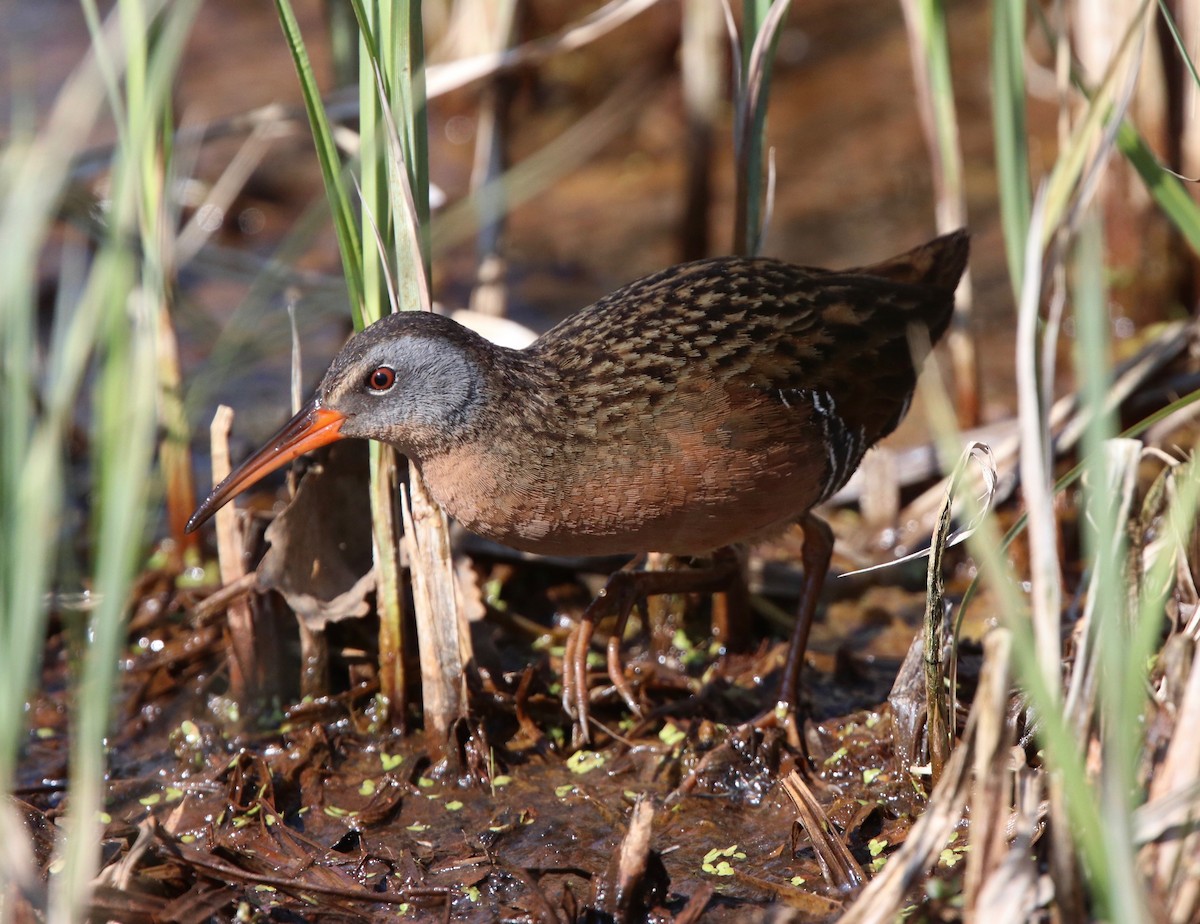 Virginia Rail - Andre Moncrieff