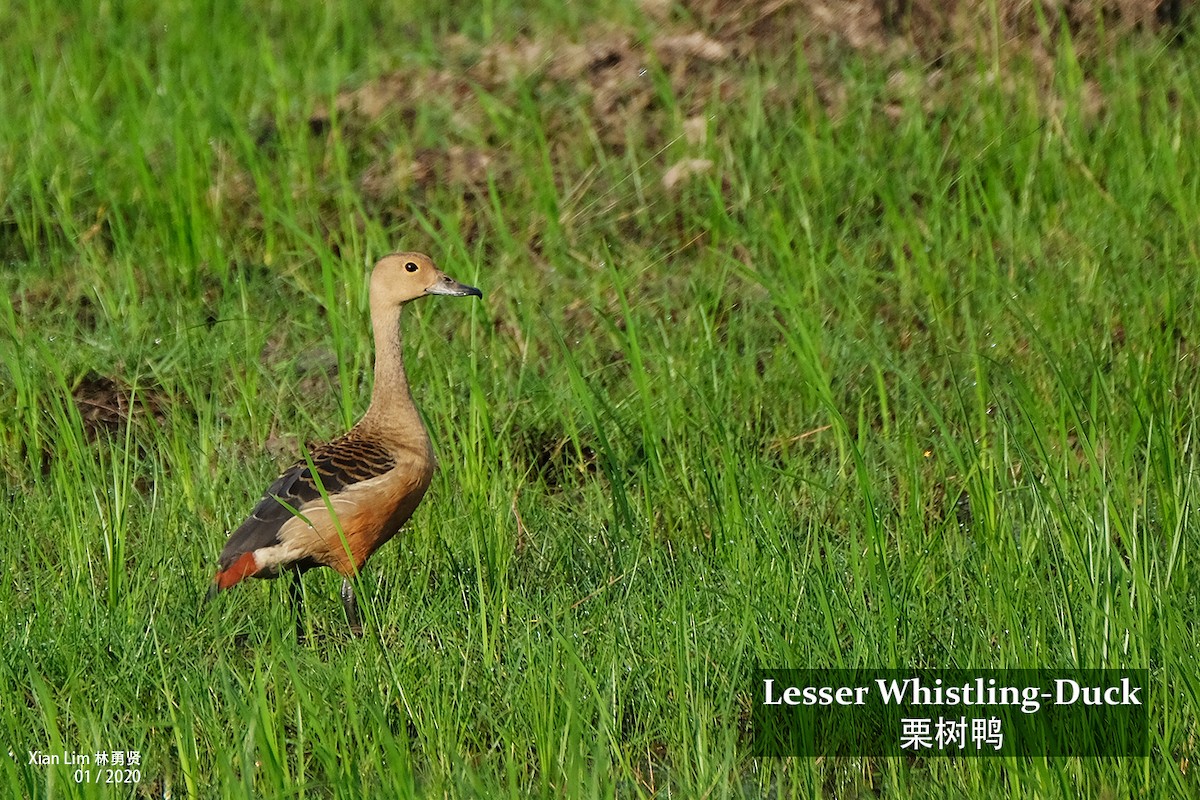 Lesser Whistling-Duck - Lim Ying Hien