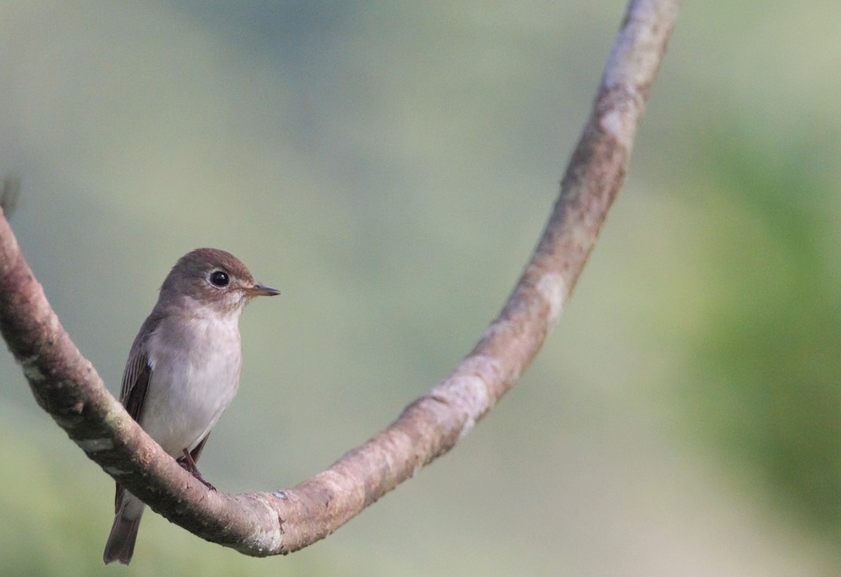 Asian Brown Flycatcher - ML23286661