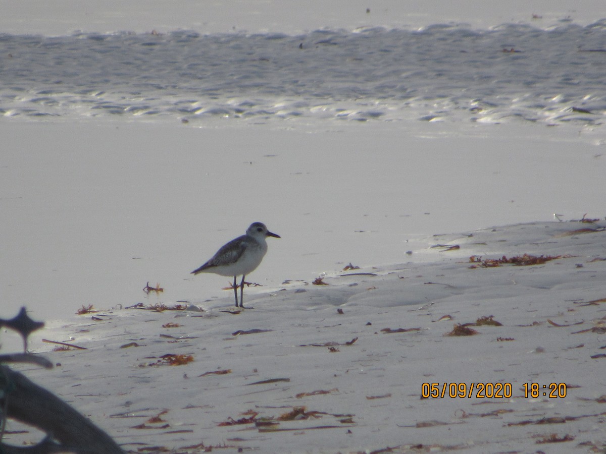 Black-bellied Plover - ML232867581